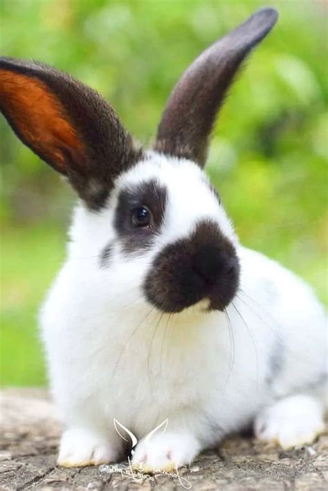 Checkered Giant Rabbit: Appearance, Lifespan, Temperament, Care Sheet