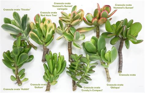 Crassula ovata et ses déclinaisons - Arrée Succulentes | Crassula ovata ...