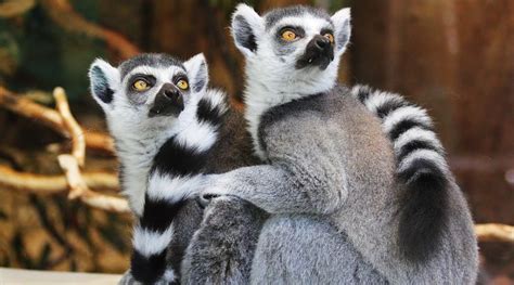 Importance Of Madagascar’s Lowland Rainforest For Lemur Conservation – Eurasia Review