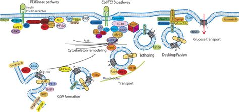 GLUT4 trafficking in a test tube: Cell Metabolism