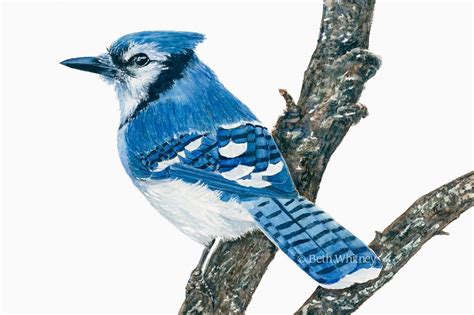 Blue Jay Watercolor Painting by Beth Whitney | Downeast Watercolors | Watercolor art prints ...