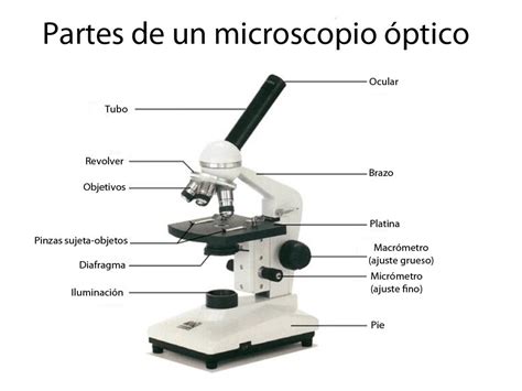 único viuda Anguila que es el microscopio y sus partes agudo definido famélico