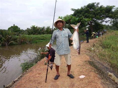 Mồi câu cá tra: Kinh nghiệm và bí quyết | Farmvina Nông Nghiệp