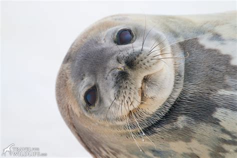 Photo of the Week: Weddell Seal, Antarctica - Travel For Wildlife