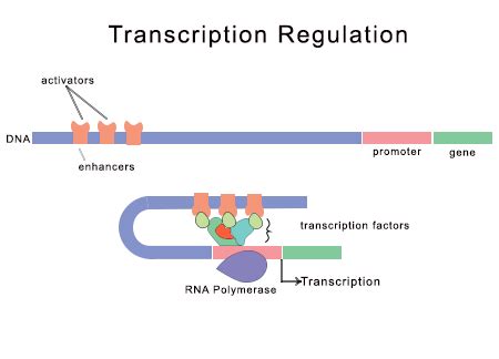 Analyzing the Functions of Promoters, Enhancers & Suppressors in ...