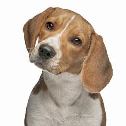 Beagle Barking - What to Do about Beagle Barking Dog - Dog Obedience ...