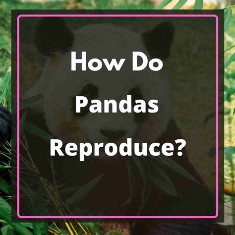 How Do Pandas Reproduce? (9 Questions Answered!)