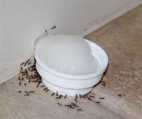 This Natural DIY Poison Will Clear Your Home Of Ants