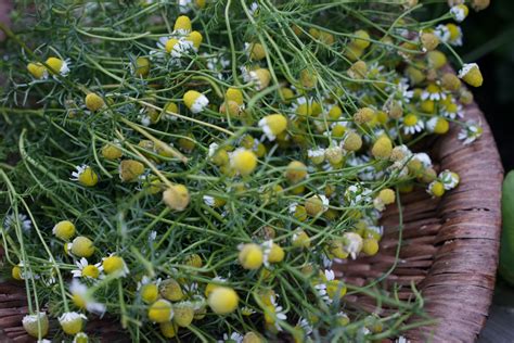 How to Grow Chamomile from Seed in an Organic Herb Garden • Gardenary