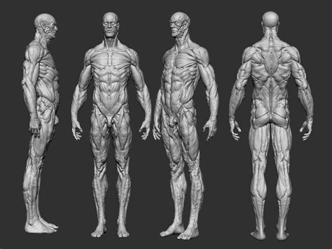 Anatomy human | 3D Print Model