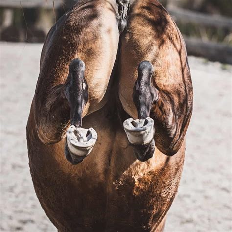 Why Horses Kick: Equine Behavior and Safety Guide - All About Horses