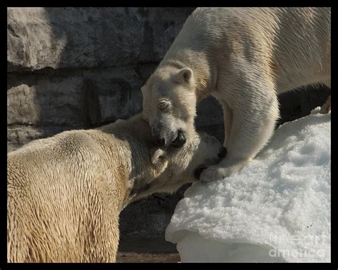 Polar Bear Mating Photograph by Darleen Stry
