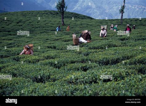 INDIA West Bengal Darjeeling Stock Photo - Alamy