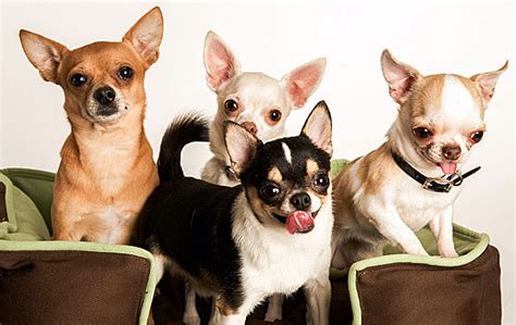 colors and markings of the chihuahua breed according to akc standards | famous chihuahua