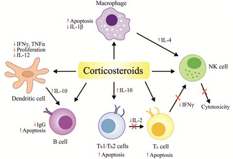 Mechanism of action of corticosteroids. Corticosteroids diffuse across ...