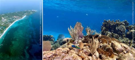 Snorkeling in Roatán | The best snorkeling spots in Roatán