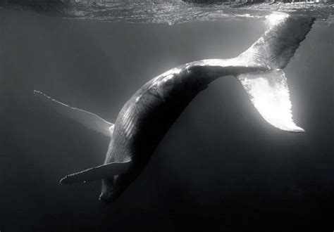 Beautiful Whale Photography (64 pics) - Izismile.com