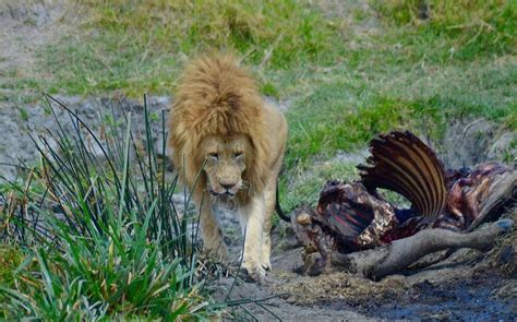 Ngorongoro Crater | A Remarkably Diverse Natural Wonder - Kidogo