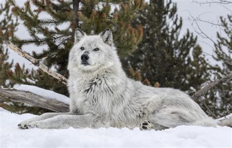 Reintroduction of wolves helped Yellowstone willows recover - Earth.com