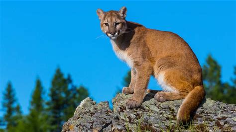 Mountain lion hit by San Mateo police car on Highway 92 - ABC7 San Francisco