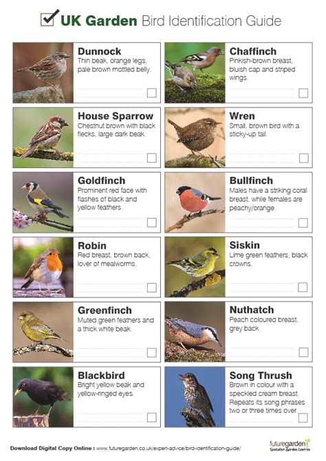 UK Garden Bird Identification Guide