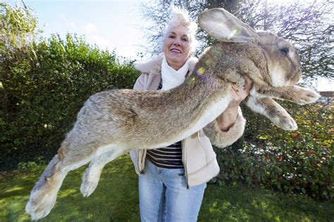 The World's Largest Rabbit Is Facing Competition From His Giant Son | Giant rabbit, World's ...