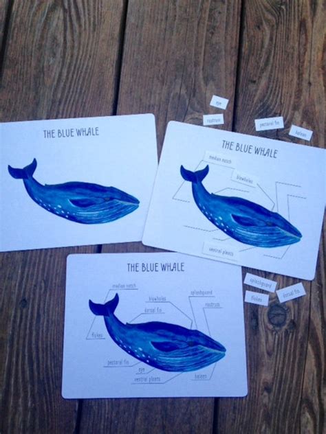 Blue Whale Anatomy Cards by CobbleWorks on Etsy