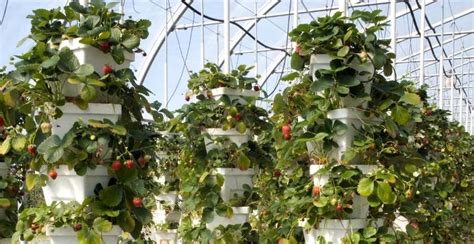 How to Grow Strawberries Hydroponically - Gardeners' Magazine