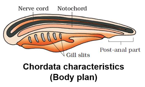 Animal Kingdom - Notes | Class 11 | Part 12: Chordata up to Subphylum Vertebrata