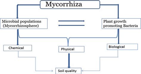 1 Arbuscular mycorrhizal fungi interacted with plant growth-promoting... | Download Scientific ...