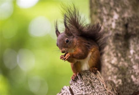 1,900+ Squirrel Eating Peanuts Stock Photos, Pictures & Royalty-Free ...