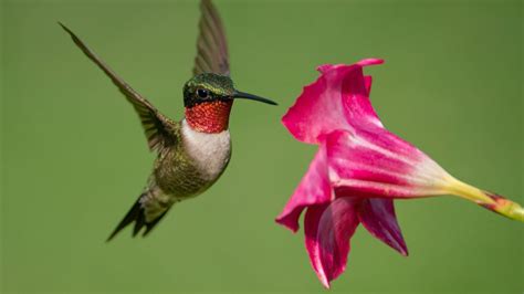 The Sounds of Hummingbirds - Owlcation