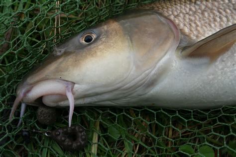 Barbel - Farnham Angling Society