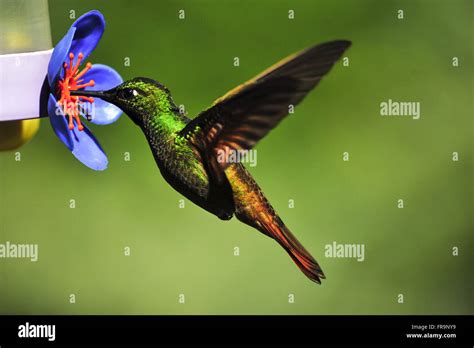 Hummingbird drinking water Stock Photo - Alamy