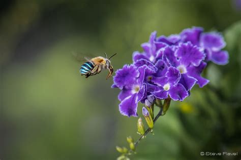 Blue Banded Bee - Self Sufficient Culture