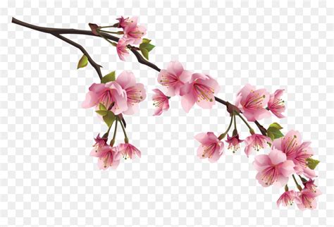 Cherry Blossom Branch Png, Transparent Png - vhv