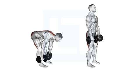 Dumbbell Straight Leg Deadlift - Guide, Benefits, and Form