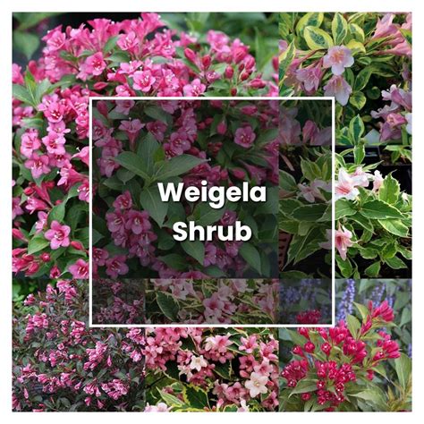 How to Grow Weigela Shrub - Plant Care & Tips | NorwichGardener