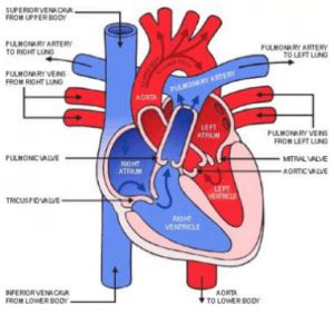 Valvular Heart Disease in Dogs & Cats - The Vet Connection East Fremantle