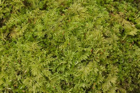 Moss - Stock Image - C057/1246 - Science Photo Library