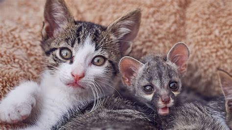 Cuteness alert: Rescued baby genets - Africa Geographic