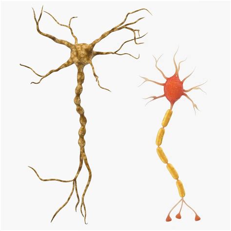 neuron nerve cell 3D model | Nerve cell, Neurons, Nerve