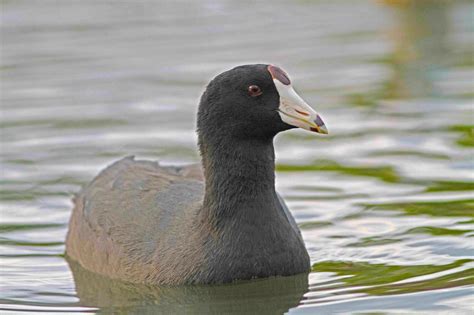 Coot v Moorhen Feet | ROLLING HARBOUR ABACO