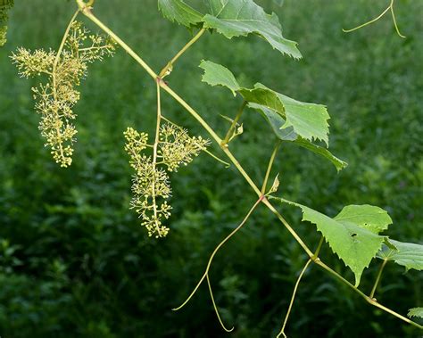 Vitis vulpina (Chicken Grape, Fox Grape, Frost Grape, Wild Grape) | North Carolina Extension ...