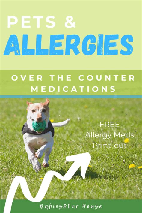 Pet Allergies: Over The Counter Medications – Babies&Fur House