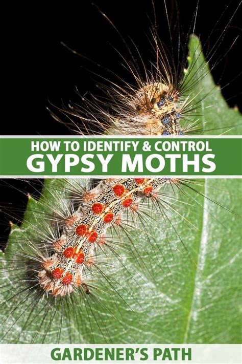 How to Identify and Control Gypsy Moths | Gardener’s Path