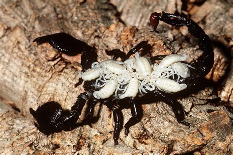 Emperor Scorpion With Babies On Back Photograph by Karl H. Switak - Pixels