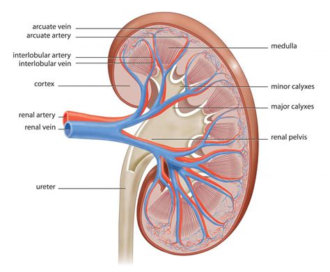 What is the Relationship Between Kidney Infection and Back Pain?