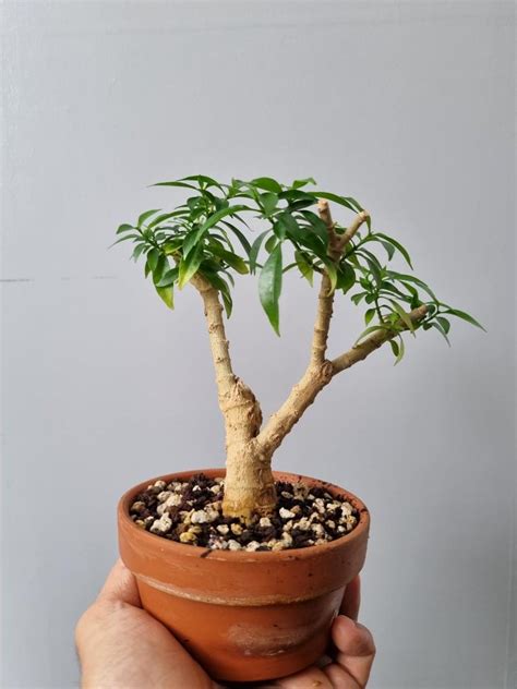 Tabernaemontana divaricata (Pinwheel flower) plant/tree/bonsai, Furniture & Home Living ...