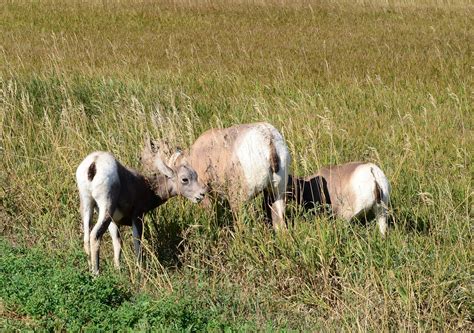 Dina's City Wildlife Adventures: Wild animals in the Badlands